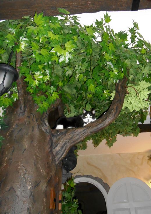 Tall Cat Trees