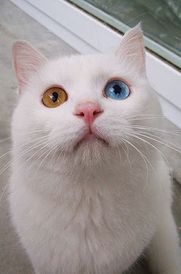 White Cat With Two Different Color Eyes  Seen On www.coolpicturegallery.us