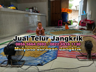 Harga Jual Telur Jangkrik Super Tujuan Tuban Jawa Timur 085656642692