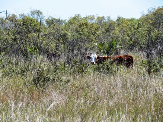 CanaveralMarshesTrail-9-2015-02-19-08-17.jpg