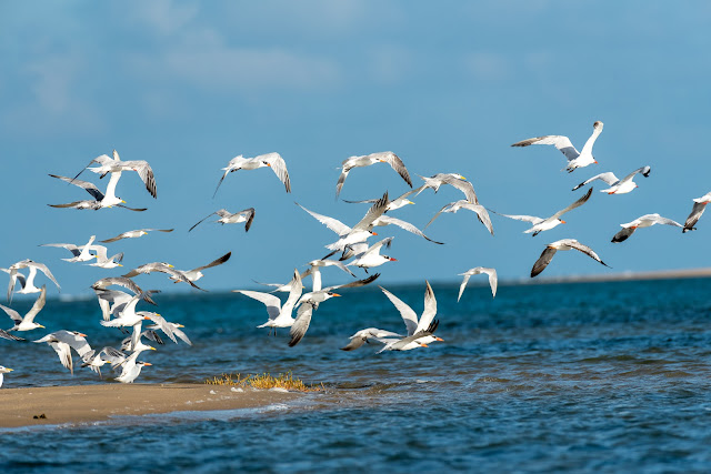 wetland water birds birding nature conservation travel pulicat lake chennai wildlife