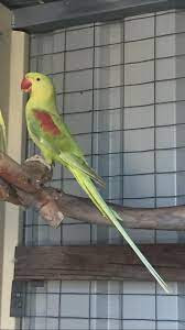 Alexandrine Parrots Taxonomy, Etymology, Phylogeny, Ecology, Behavior and Description