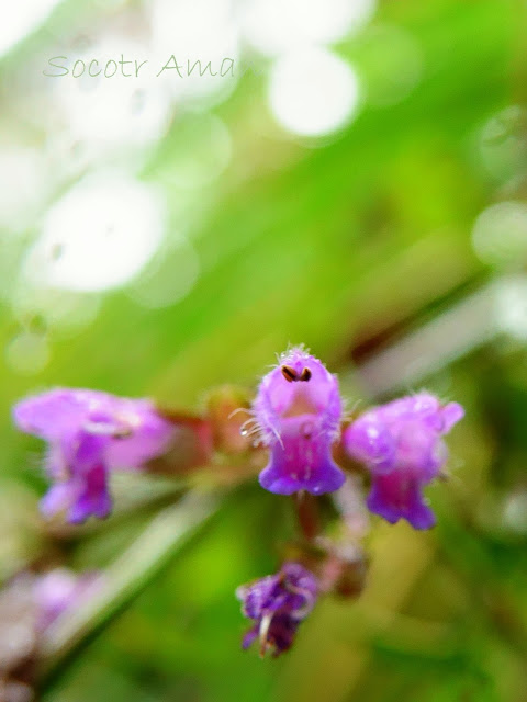 Salvia japonica