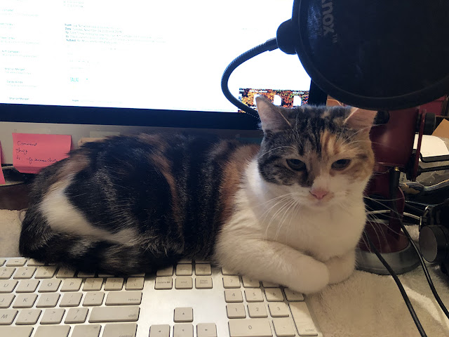 Keyboard Kitty: In 2019, the Universe gave me a cat for my birthday.