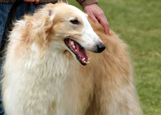 borzoi dog pets hound wallpaper photo