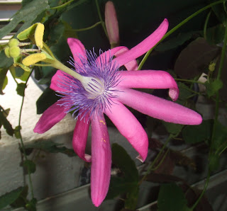 Purple and pink Passiflora kermesina flower