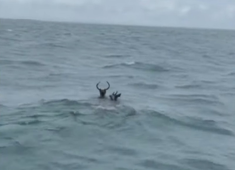 Some Strange Incidents Happened In The Ocean | Two Deer Spotted In The Sea