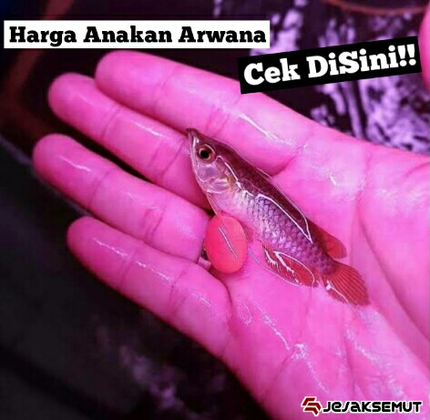   15 Daftar Harga Ikan  Arwana  Anakan Terbaru 2022 