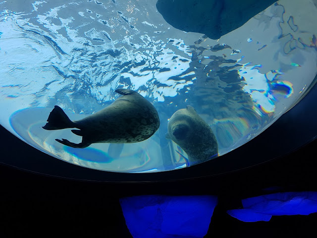 osaka aquarium kaiyukan ringed seal