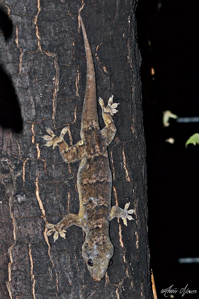 A maior lagartixa da Caatinga, Phyllopezus periosus