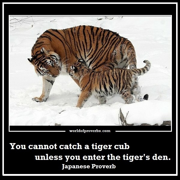 World of Proverbs: You cannot catch a tiger cub unless you 