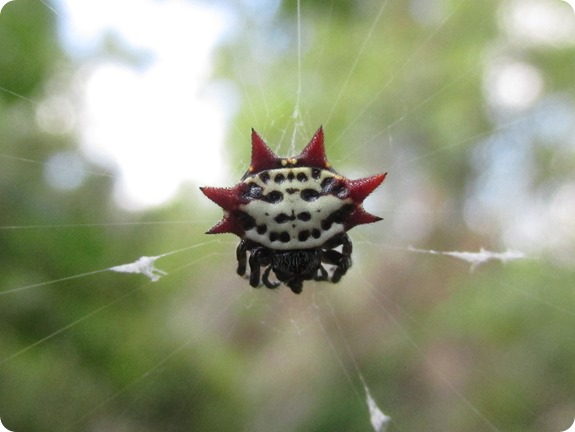 Pioneer Trail - Spiny Backed Orb Weaver Spider