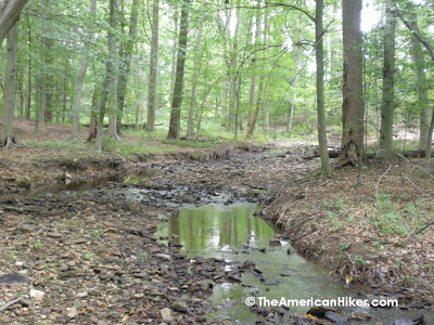 A peaceful stream meanders through the woolands at Woodlawn Wildlife Reserve.