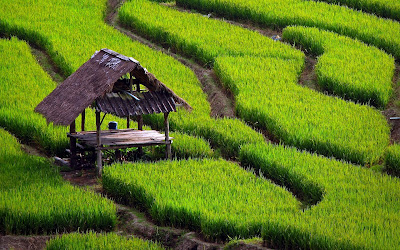 agriculture, architecture, art, asia, asian, chiangmai, color, country, cultivation, east, eastern, farm, farming, food, gradient, grains, graphic, green, grow, growing, hill, hut, intellect, irrigation, knowledge, ladder, landmark, landscape, line, lush, mountain, nature, northern, outdoor, paddy, pattern, plant, plantation, production, rhythm, rice, steps, terrace, terraced, thai, thailand, tourism, travel, valley, vista 