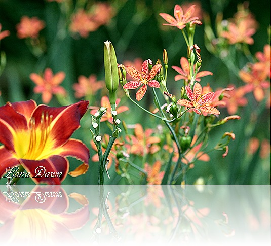 LF_ToadLilies