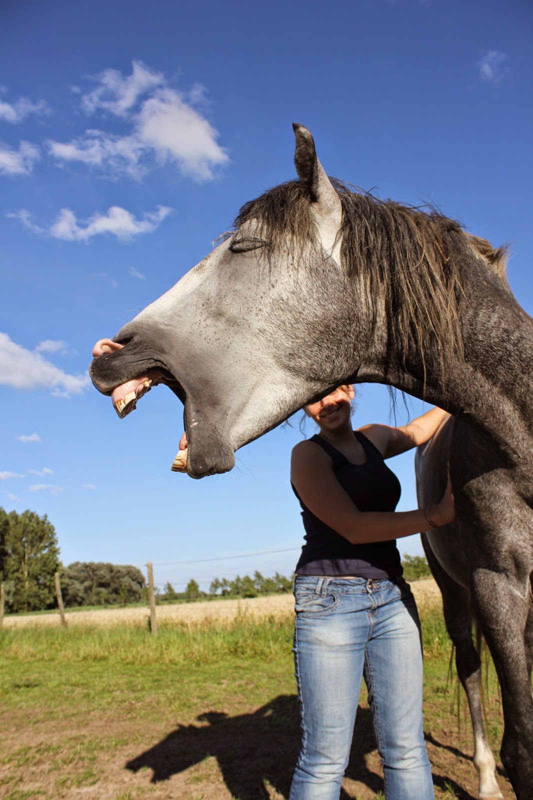 24 animaux qui prennent la pose et vous dévoilent leur  - image de chevaux chat et chien