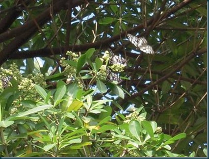 clip_image002