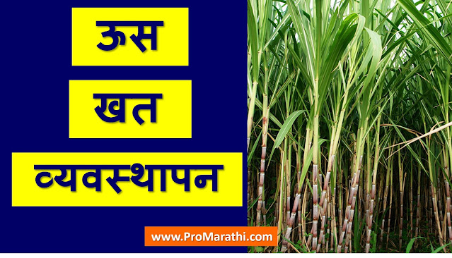 Sugarcane Fertilizer Dose in Marathi