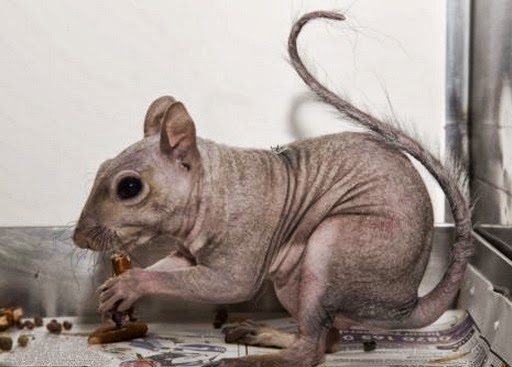 Animals without Hair