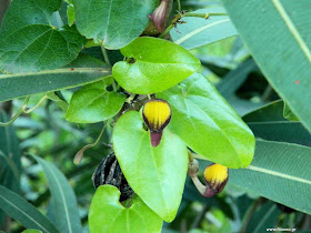 Αριστολοχία η αειθαλής-Aristolochia sempervirens