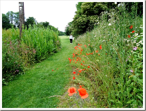 Wild flowers along the path