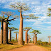 How did the Baobab Tree get to Australia? A Mystery of Ancient Human Migration