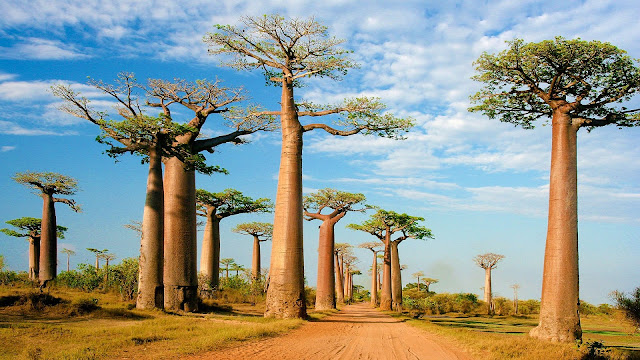 who brought the baobab tree to australia
