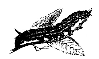 caterpillar insect image clip art digital download