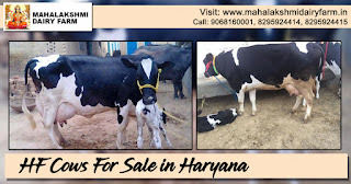 HF Cows For Sale in Haryana