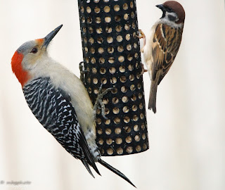 woodpecker on a bird feeder
