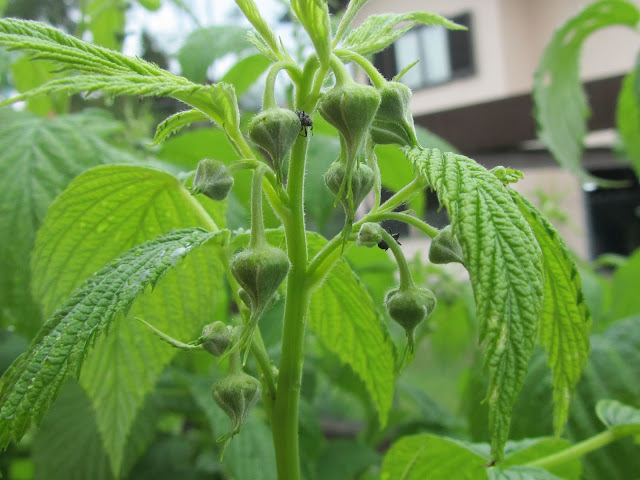 Boccioli Fiorali Lampone