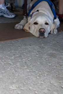 My Franklin boy laying with his head between his front legs looking at the camera