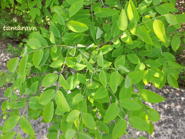 Маакия амурская (Maackia amurensis)