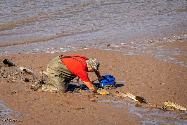 Photo of a man collecting peeler crabs in Maryport Basin