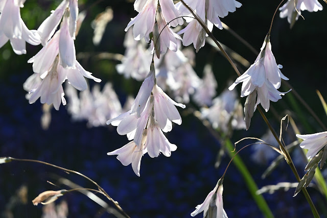 Romantische rozentuin Dierama Guinevere