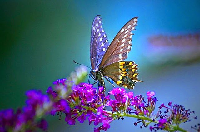 http://funmozar.com/butterfly-wallpapers/