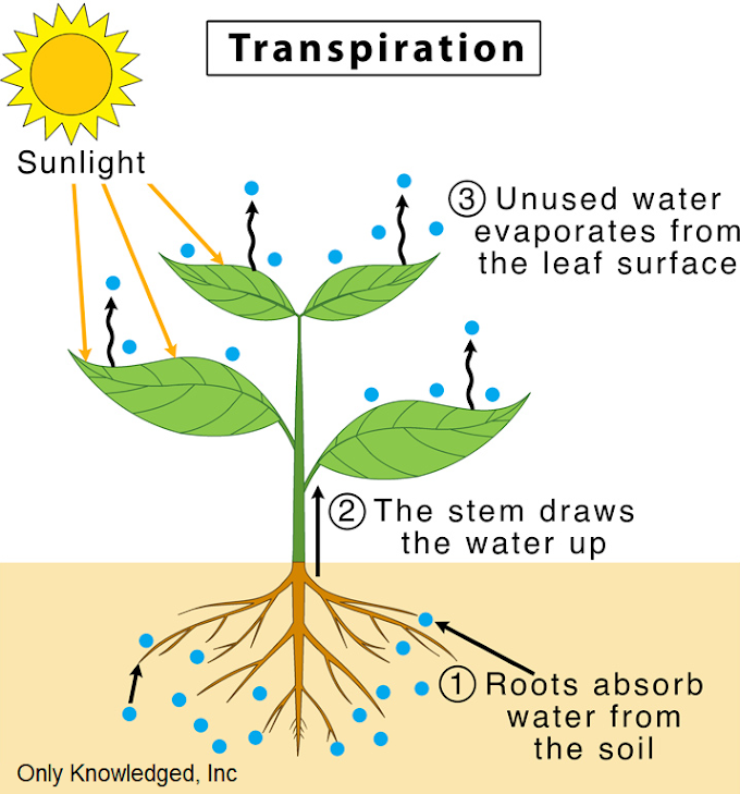 Transpiration | Definition | Important MCQS question for ICSE and CBSE 