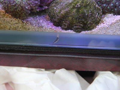 ライブロック 透明 生物 342597-ライブロック 透明 生物