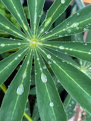 Raindrops on lupin leaf