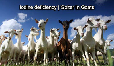 iodine deficiency in goats