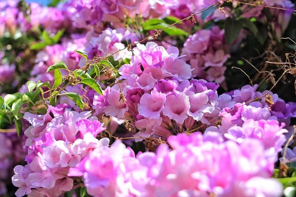 苗栗苑裡王家古厝蒜香藤秘境，崩壞的百年三合院盛開紫花充滿生機
