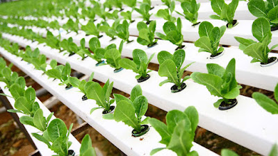 hydroponics, hydroponic supplies, hydroponic grow system, hydroponic agriculture, hydroponic farming, hydroponic nutrients, hydroponics definition, hydroponic gardening, hydroponic system