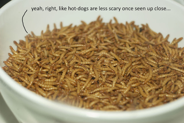 Mealworms in a bowl