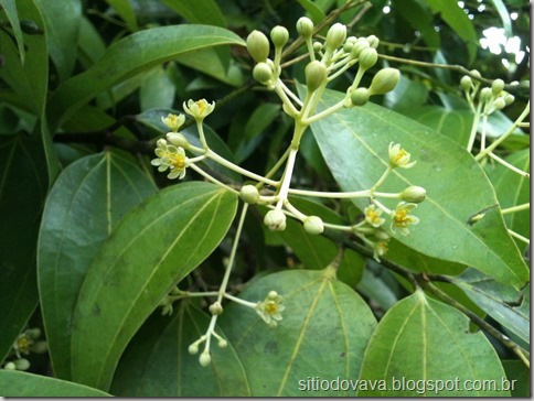 flor de canela