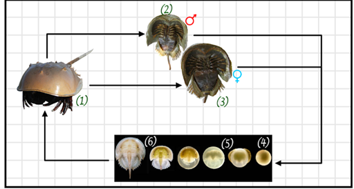 Ciclo de vida del cangrejo de herradura. Los cangrejos adultos (1) son dioicos, pero sus caracteres sexuales son difíciles de apreciar más allá del tamaño, pues las hembras son más grandes que los machos. Los machos adicionalmente (2) poseen claspers en los quelíceros donde almacenan los espermatóforos, es fácil distinguirlos ya que las pinzas son regordetas en comparación de las de las hembras (3). La fase haploide es unicelular igual que en los vertebrados, así que la fecundación del huevo (4) da lugar rápidamente a un individuo diploide (5), y finalmente a la larva (6).