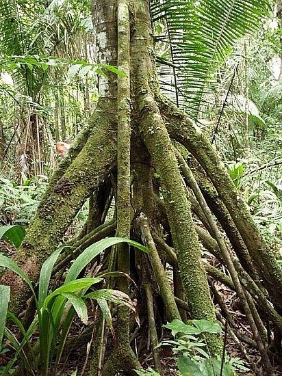  Pohon Aneh  Yang Bisa Berpindah Posisi