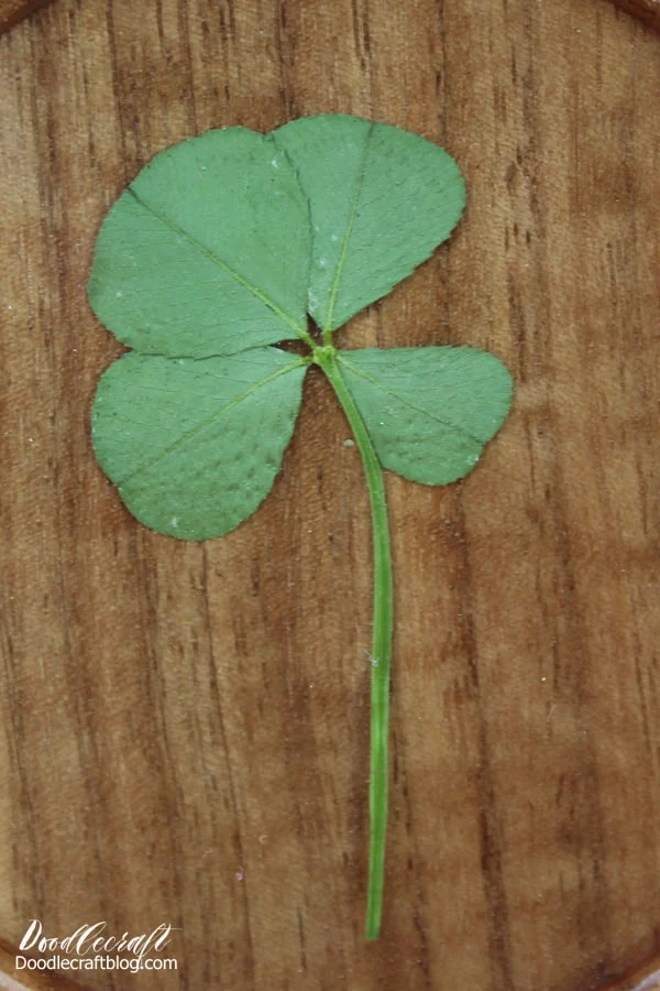 Preserve a four leaf clover in a wooden coaster with glossy resin for a long lasting reminder of your good fortune!