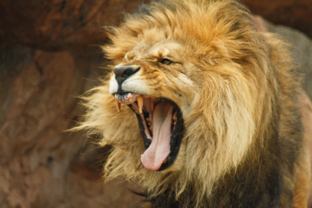 11 Fakta Tentang Binatang Buas Singa