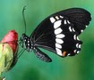 butterfly avatar
