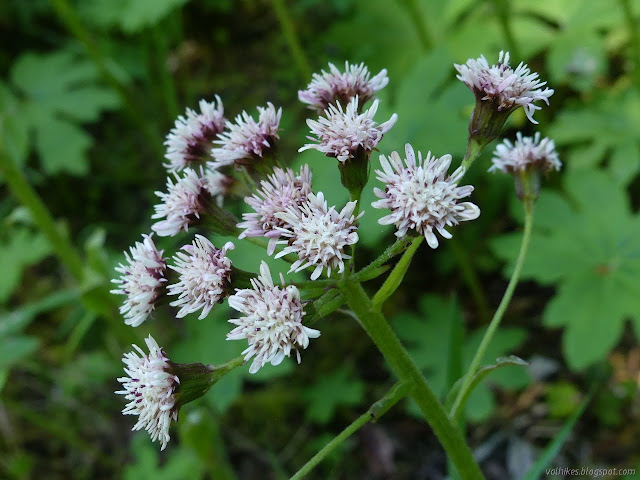 simple blooms